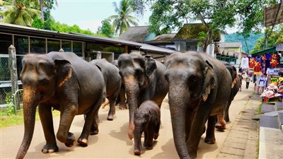 خرج عن مساره، قطار يدهس قطيعًا من الأفيال في سريلانكا (فيديو وصور)