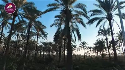 كيف تغيرت الزراعة في البحيرة؟ مدارس حقلية للفلاحين وتحديث للجمعيات الزراعية