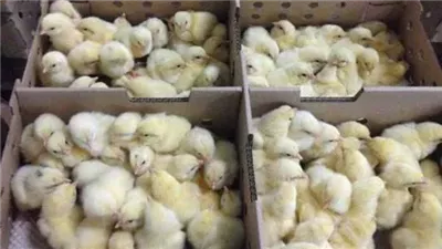 مطالبات بحل مجلس اتحاد منتجي الدواجن بعد ثبوت تورطه في المخالفات