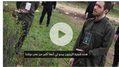 أسير إسرائيلي لعناصر القسام: شجرة الزيتون هذه أكبر من عمر دولتي