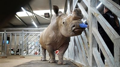 رجل يهاجم وحيد القرن في حديقة حيوان سويسرية