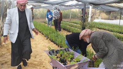 الزراعة توزع 10 آلاف شتلة لوز على مزارعي الشيخ زويد بشمال سيناء