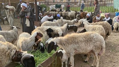 تعرف على أسعار المواشي بسوق مزغونة قبل شهر رمضان (فيديو وصور)