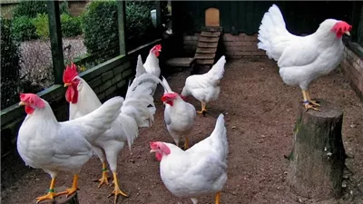 ارتفاع جديد في سعر الفراخ البيضاء اليوم الثلاثاء 25 فبراير 2025