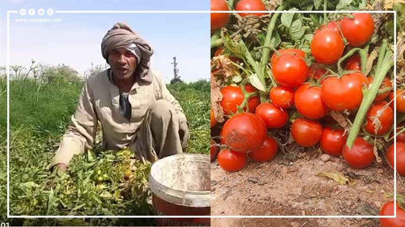 مزارعو الطماطم في