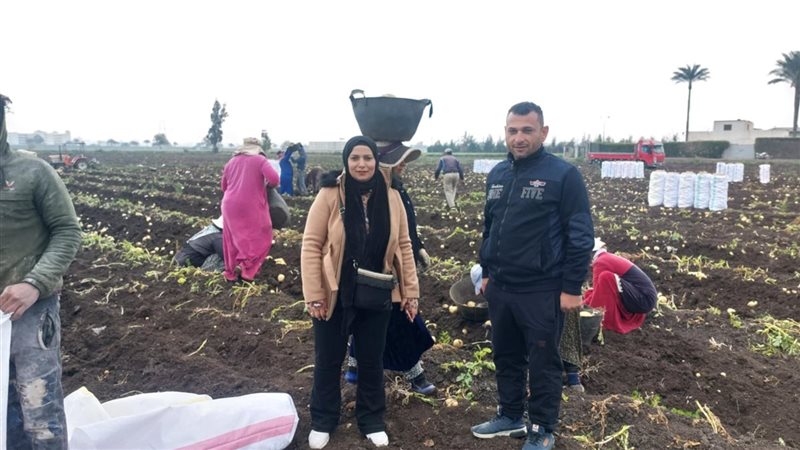 حصاد البطاطس في الدقهلية