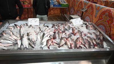 محافظ البحيرة تفتتح معرض 