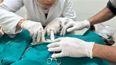 نجاح عملية ولادة قيصرية لإنقاذ قطة في الغربية (صور)