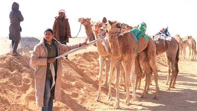 انطلاق فعاليات مهرجان الإسماعيلية للهجن (صور) 