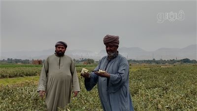احتفال أهالي قنا بانطلاق موسم جنى الباذنجان(بث مباشر)