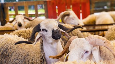 ما هو آخر ميعاد لذبح الأضحية؟ الإفتاء توضح