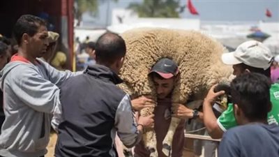 قرار منع ذبح الأضحية في المغرب يثير ضجة، والنشطاء: لا يجوز منع شعيرة دينية 