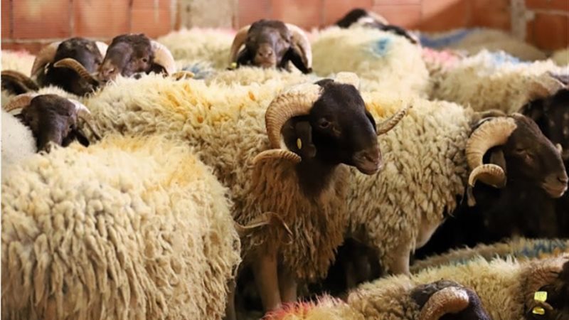 موعد وقفة عرفات وعيد