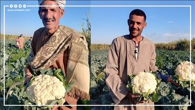 فسفور الغلابة، مزارعو القرنبيط يكشفون الفرق بين الهجين والبلدي وتأثير موجة الصقيع على المحصول (فيديو)