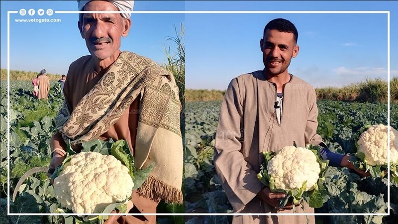 مزارعو القرنبيط يكشفون