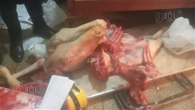 التحفظ على لحوم خيول مذبوحة قبل بيعها للمواطنين ببني سويف (صور)