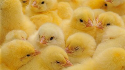 انخفاض يصل لـ 10 جنيهات في سعر الكتكوت الأبيض واستقرار البط اليوم