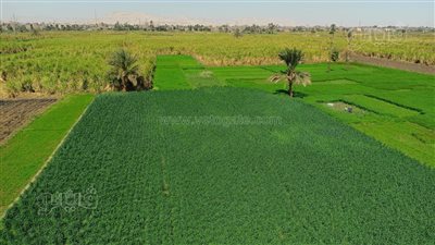 رياح وطقس بارد يضرب الأقصر في أول أيام رمضان