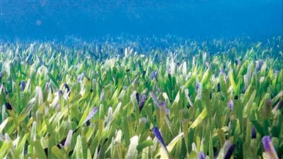 الحشائش البحرية درع الحياة الزرقاء في مواجهة التغير المناخي.. جهود عالمية ومحلية لحمايتها واستعادتها.. دعم المبادرات البيئية والمشاركة بحملات تنظيف الشواطئ أبرز مساهمات الأفراد