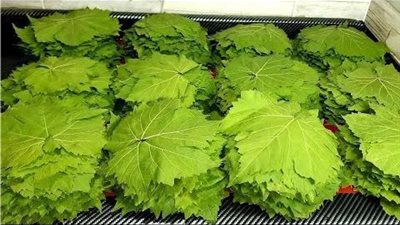 ارتفاع أسعار ورق العنب بالأسواق في ثاني أيام رمضان