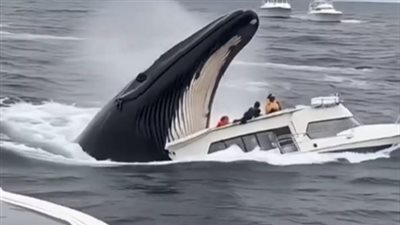 حقيقة ابتلاع حوت قاربا في البحر (فيديو) 