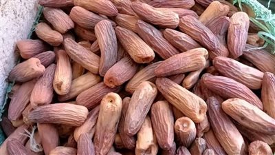 تعرف على خطوات تعبئة وتغليف التمور في مسطاح حاجز المحروسة بقنا (فيديو)