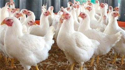 استقرار أسعار الدواجن اليوم الإثنين 3-3-2025 في الفيوم 