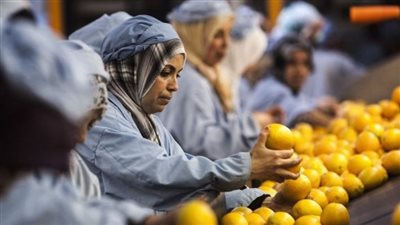 الإسماعيلية تصدر حاصلات زراعية بقيمة 1.1 مليون دولار