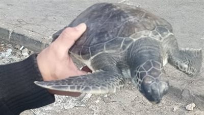 البيئة تحتفل باليوم العالمي للحياة البرية بإطلاق السلحفاة 