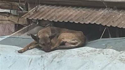 رجال الحماية المدنية في بورسعيد ينقذون كلبًا عالقًا على مظلة.. فيديو 