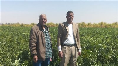 بدء موسم كسر القصب بالحقل الإرشادي النموذجي في قنا (صور) 