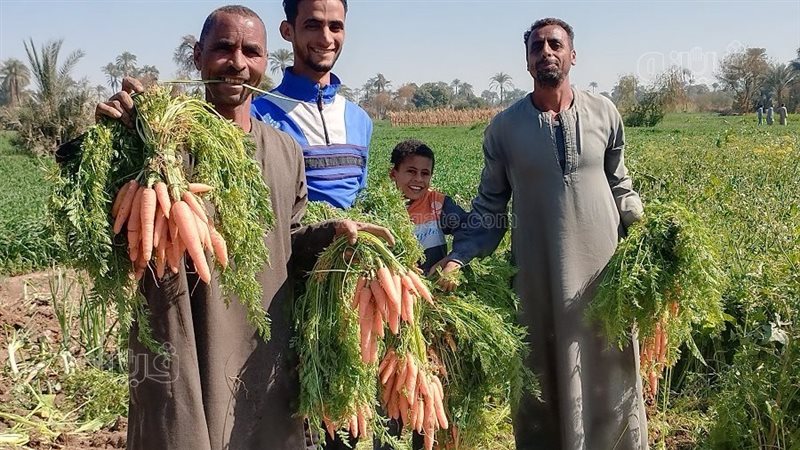 قنا,فيتو