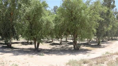 إطلاق أكبر غابة حضرية في العراق تضم نحو مليون شجرة