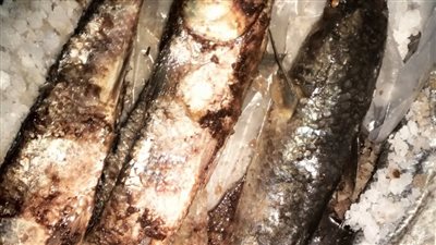 ضبط سيارة محملة بأسماك مملحة فاسدة قبل طرحها للبيع بأسواق الفيوم