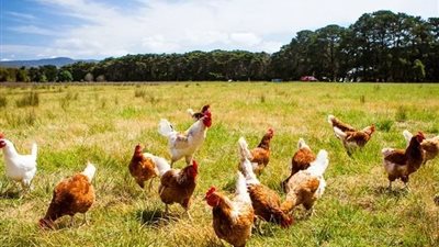  سعر الفراخ اليوم،انخفاض في اسعار الفراخ اليوم الخميس 6 مارس 2025