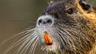 غزو النوتريا، أمريكا تدعو مواطنيها إلى قتل أحد القوارض