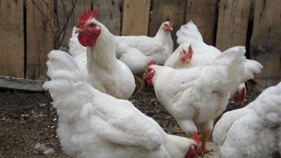 ارتفاع 3 جنيهات في سعر الفراخ اليوم الخميس 6 مارس 2025 (آخر تحديث)