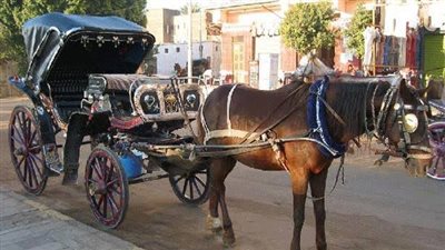 نفوق حصان صعقا بالكهرباء أثناء سقوط الأمطار بالغربية