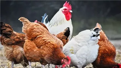  لليوم الثاني، ارتفاع سعر الفراخ اليوم الجمعة 7 مارس 2025