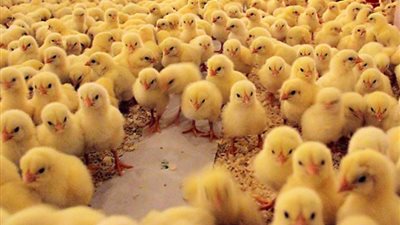 الكتكوت الأبيض يرتفع 5 جنيهات واستقرار البط اليوم 