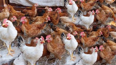 انخفاض البلدي، سعر الفراخ اليوم الجمعة 7 مارس 2025 (آخر تحديث)