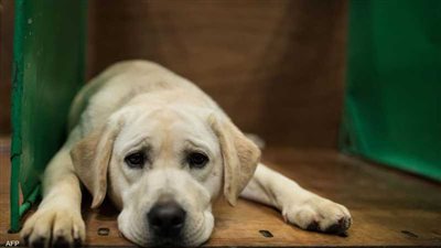 حماية الحيوان: نتلقى 10 بلاغات يوميا عن تسمم كلاب الشارع 