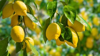 فوائد أوراق الليمون، كنز صحي متعدد الاستخدامات 