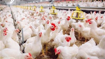 ارتفاع جديد في أسعار الدواجن اليوم الأحد 11-5-2025 بالفيوم 