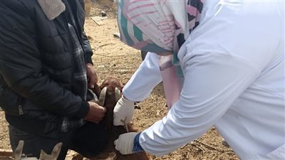 تحصين 347 ألف رأس ماشية ضد مرض الجلد العقدى بالشرقية 
