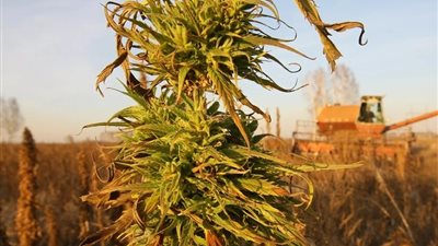 أوكرانيا تطلق نظاما إلكترونيا لتسهيل زراعة القنب الصناعي