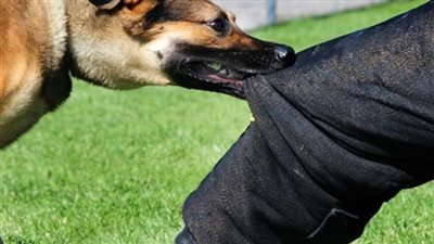 القبض على فرد الأمن المسؤول عن كلب الحراسة الذي عقر طالبة بجامعة القاهرة