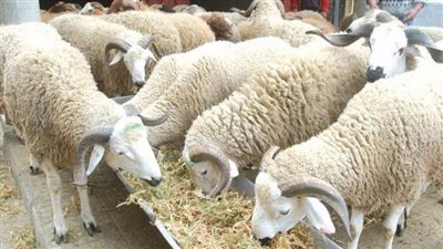 الجزائر تخطط لاستيراد مليون رأس ماشية استعدادا لعيد الأضحى