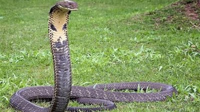 كلب روتويلر يمزق ثعبان كوبرا سام فى مواجهة شرسة (فيديو)