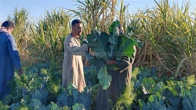 إقبال من الفلاحين بقنا على زراعة 